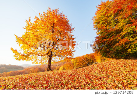Awesome image of the autumn beech tree. 129714209
