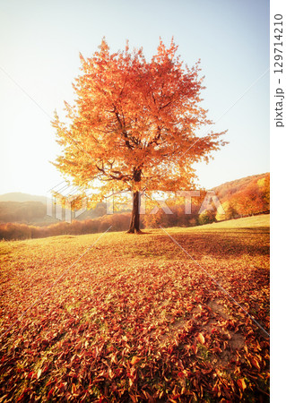 Awesome image of the autumn beech tree. 129714210
