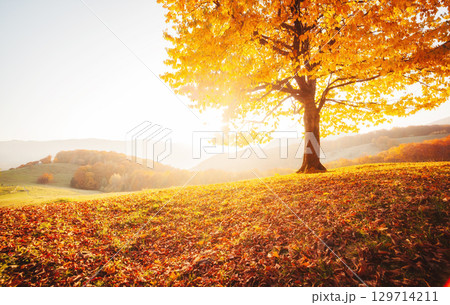 Awesome image of the autumn beech tree. Awesome image of the autumn beech tree. 129714211