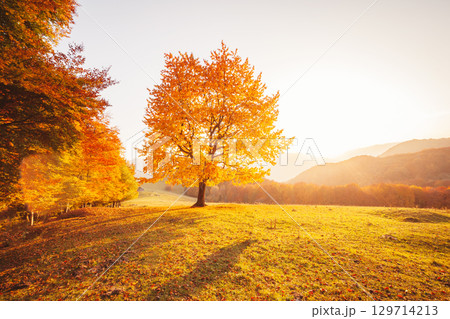 Awesome image of the autumn beech tree. Awesome image of the autumn beech tree. 129714213