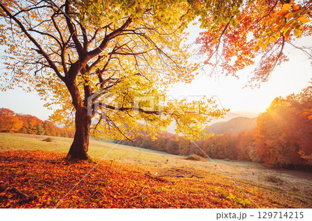 Awesome image of the autumn beech tree. 129714215