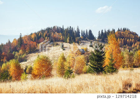 Majestic birches in sunny beams at magical valley. Majestic birches in sunny beams at magical valley. 129714218