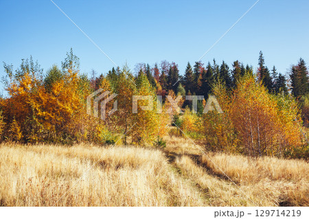Majestic birches in sunny beams at magical valley. Majestic birches in sunny beams at magical valley. 129714219