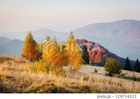 Majestic birches in sunny beams at magical valley. 129714223