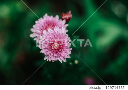 Pink chrysanthemums on a green background. Top view Pink chrysanthemums on a green background. Top view 129714385
