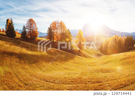 Magical image of larch on the slopes of the hills. Location place Seiser Alm or Alpe di Siusi, South Tyrol, Italy. Europe. 129714441