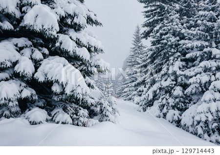 Scenic image of spruces tree. Location Carpathian, Ukraine, Europe. 129714443