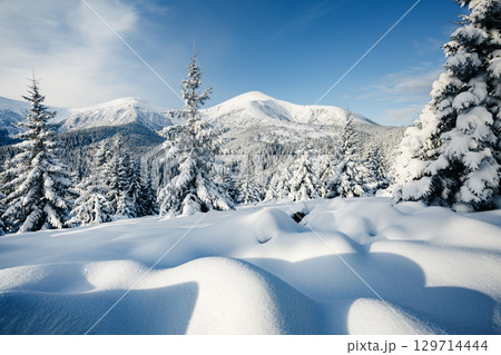 Magical image of spruces glowing by sunlight. Carpathian national park, Ukraine, Europe. 129714444