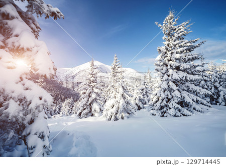 Magical image of spruces glowing by sunlight. Carpathian national park, Ukraine, Europe. 129714445