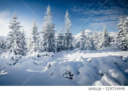 Magic image of spruces glowing by sunlight. Magic image of spruces glowing by sunlight. 129714446
