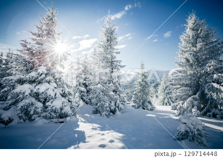 Scenic image of spruces tree in sunlight. 129714448