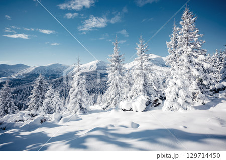 Magic image of spruces glowing by sunlight. 129714450