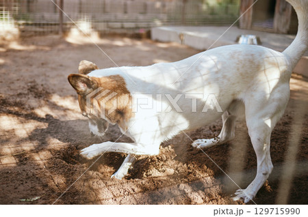 Dog playing in mud, dirt or sand for fun or digging in the outdoor backyard of a animal shelter Playful, nature and puppy with soil to dig in the yard at a local pet pound or home care for protection 129715990
