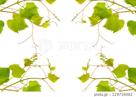 Grape vine isolated on white. Collage. Free space for text. 129716082