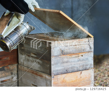 Smoker, box and hands of beekeeper at farm to relax and calm bees. Beekeeping, sustainability and agriculture with person, worker or employee with equipment for smoking bugs for organic honey harvest 129716425