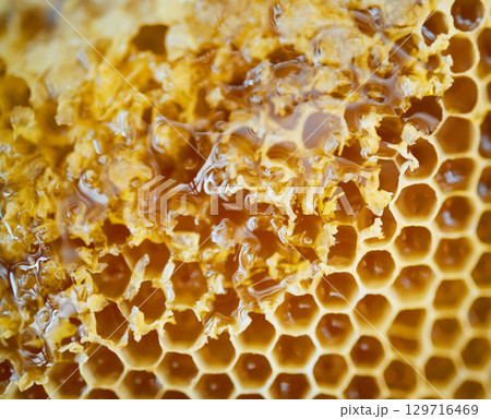 Honey, natural honeycomb and closeup with gold, healthy and organic product for wellness, sweet and sticky. Macro zoom, apiculture and production for bee agriculture, nutrition and harvesting process Honey, natural honeycomb and closeup with gold, healthy and organic product for wellness, sweet and sticky. Macro zoom, apiculture and production for bee agriculture, nutrition and harvesting process 129716469