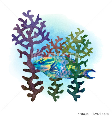 Rainbow big tropical parrot fish among multicolored mesh fire corals. Underwater sea view watercolor template for marine design, cards, posters, stickers, scrapbooking, textile, diving, snorkeling 129716480