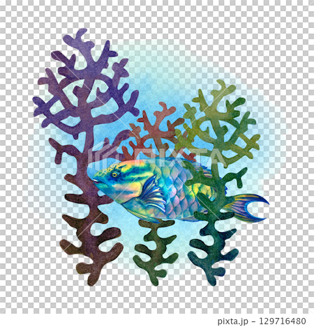 Rainbow big tropical parrot fish among multicolored mesh fire corals. Underwater sea view watercolor template for marine design, cards, posters, stickers, scrapbooking, textile, diving, snorkeling 129716480