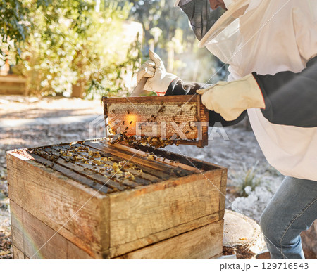Sustainability, beekeeping and nature, beekeeper with honeycomb in backyard bee farm. Farming, bees and agriculture, eco friendly honey manufacturing industry and safety for sustainable bee farmer. 129716543