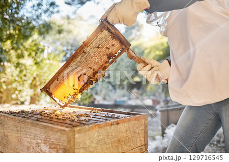 Beekeeper, beehive with a person removing beeswax from a hive on an eco friendly farm. Extraction, bees wax and hands of farmer beekeeping on a honeybee environment with honeycomb in nature 129716545