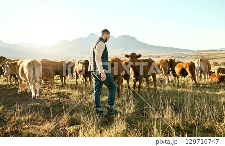 Man, farm and animals for travel in the countryside with cows for growth, production or live stock in the outdoors. Male traveler or farmer in agriculture business on grass field and cattle in nature 129716747