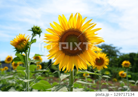 ヒマワリの花 ヒマワリの花 129717134