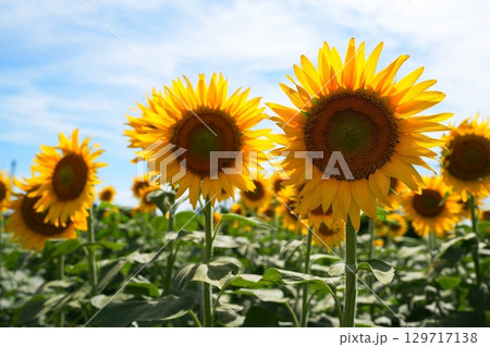 ヒマワリの花 129717138