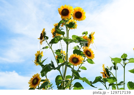 ヒマワリの花 129717139