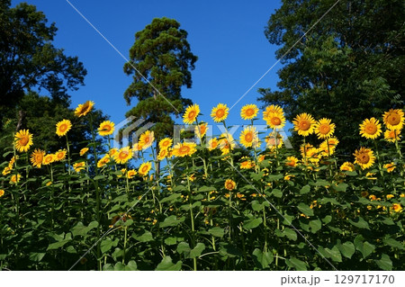 ヒマワリの花 ヒマワリの花 129717170