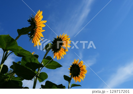 ヒマワリの花 ヒマワリの花 129717201