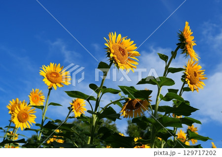 ヒマワリの花 ヒマワリの花 129717202