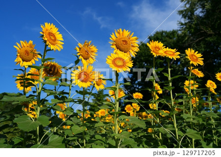 ヒマワリの花 129717205