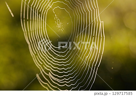 Spider web in bright sunset light. Silhouette of lines and geometric shapes in spring Spider web in bright sunset light. Silhouette of lines and geometric shapes in spring 129717585