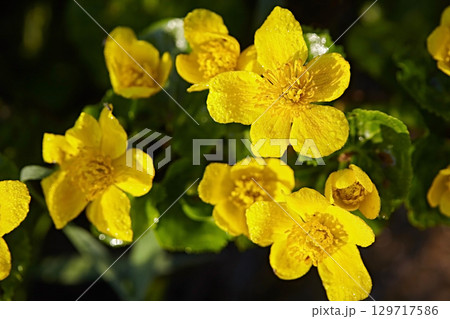 Yellow flowers, Caltha bloom on the river bank in spring. Close up macro 129717586