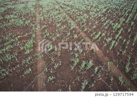 Traces on the ground from a car driving over soil with plants Traces on the ground from a car driving over soil with plants 129717594
