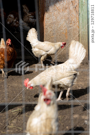 group of chickens peck the ground and grass in a pen. paddock is fenced with wire group of chickens peck the ground and grass in a pen. paddock is fenced with wire 129718811