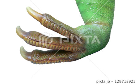 Close-up view of a dinosaur's paw featuring sharp claws, showcasing intricate texture and realistic colors, placed against a plain white background for clarity. Close-up view of a dinosaur's paw featuring sharp claws, showcasing intricate texture and realistic colors, placed against a plain white background for clarity. 129718923