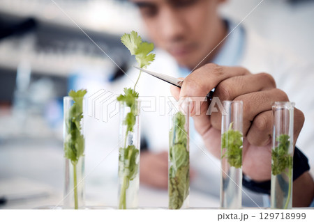 Ecology research, science and hand of scientist in a lab studying plants, agriculture analytics and growth of leaf. Green energy, plant innovation and worker with chemistry test on natural herbs 129718999