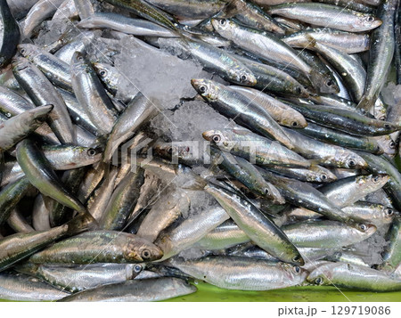Fresh small horse mackerel rest on a bed of ice, ready for purchase in a supermarket. The chilled seafood is attractively arranged to catch shoppers' attention. Fresh small horse mackerel rest on a bed of ice, ready for purchase in a supermarket. The chilled seafood is attractively arranged to catch shoppers' attention. 129719086