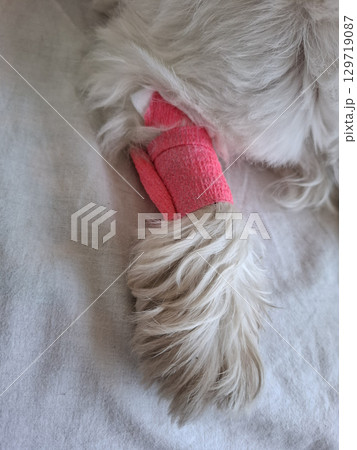 A small dog has its paw bandaged following a procedure to take a sample from a vein. The setting appears to be a veterinary clinic with careful attention to the animal's comfort. 129719087