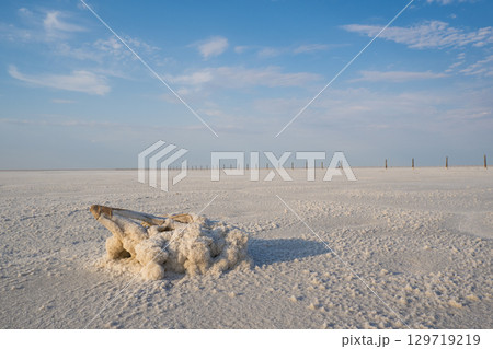 A branch in a salt-mineral formation, on the surface of the salt lake Baskunchak. A branch in a salt-mineral formation, on the surface of the salt lake Baskunchak. 129719219