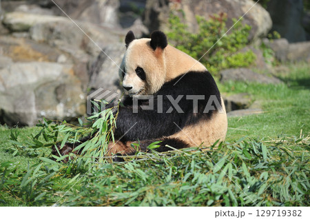 おいしそうに竹を食べる良浜 おいしそうに竹を食べる良浜 129719382