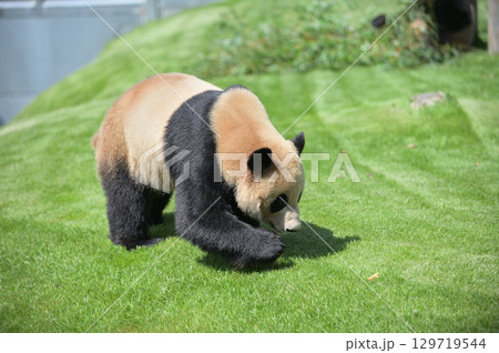 おやつを見つけた明浜 おやつを見つけた明浜 129719544