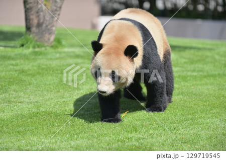 お散歩中の明浜 お散歩中の明浜 129719545