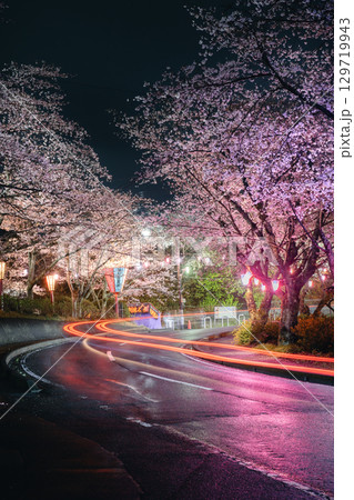 小見川城山公園の夜桜ライトアップと車の光跡 小見川城山公園の夜桜ライトアップと車の光跡 129719943