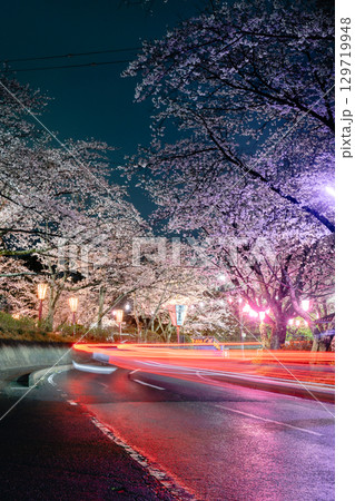 小見川城山公園の夜桜ライトアップと車の光跡 129719948
