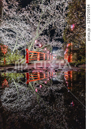 小見川城山公園の夜桜と赤い橋のリフレクション 129720034