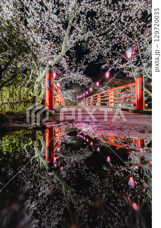 小見川城山公園の夜桜と赤い橋のリフレクション 129720035