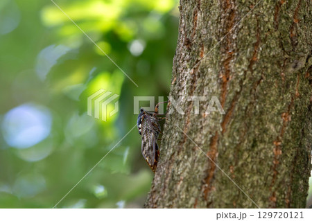アブラゼミ アブラゼミ 129720121