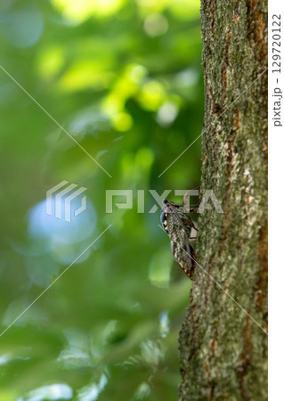 アブラゼミ 129720122